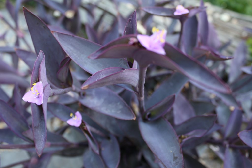 Plant of the Month Purple Heart The Desert