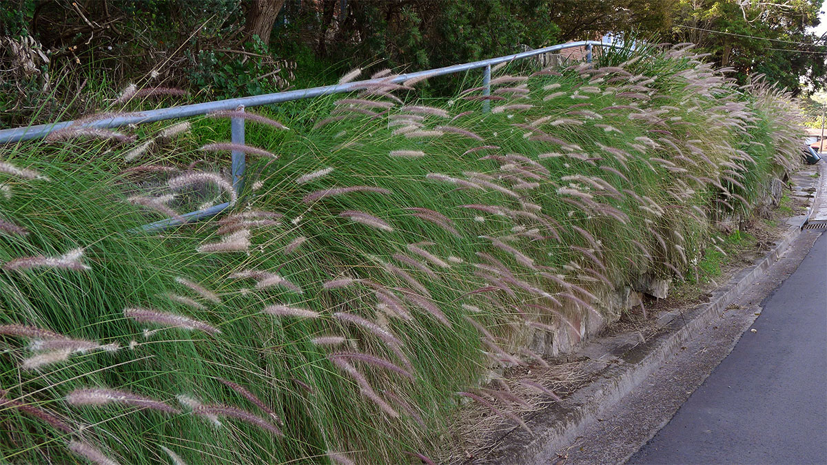 Pennisetum Setaceum Fountain Grass